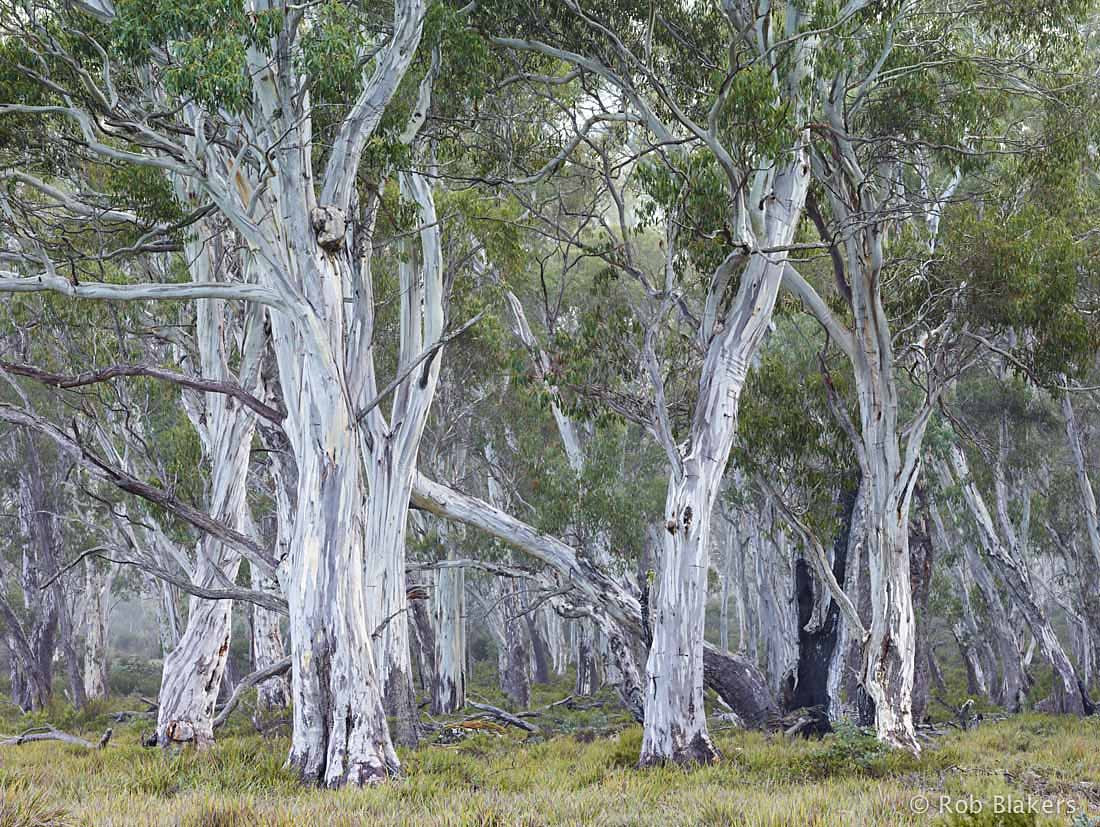 photograph of Navarre (Rob Blakers)